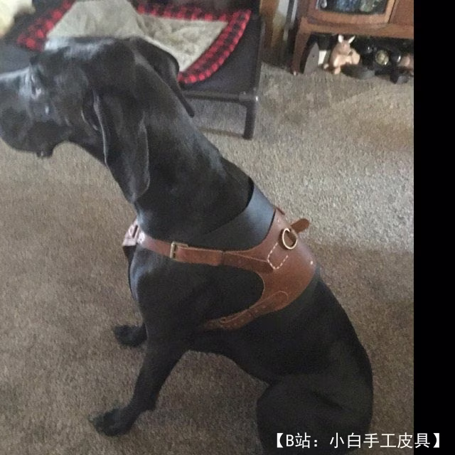 狗用皮革背带图案 - 2