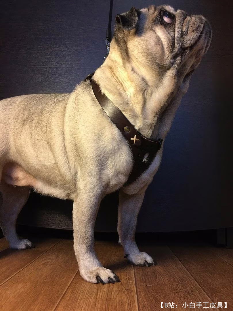 狗用简化皮革背带的图案 - 1